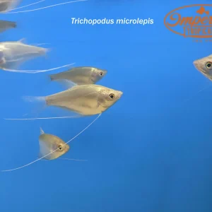 Moonlight Gourami
