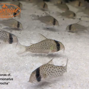 Morocha Hoplisoma
