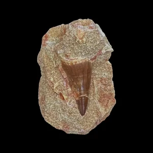 Mosasaur Tooth Fossil in Matrix