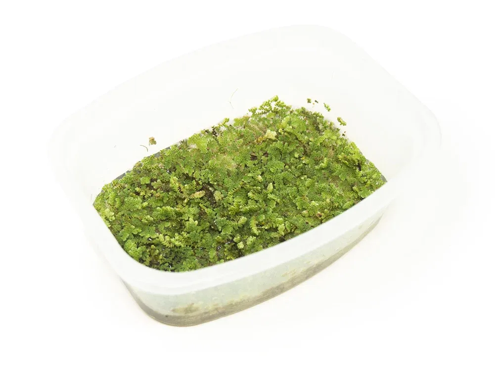 Mosquito Fern AKA Fairy Moss (Azolla caroliniana) - Image 2