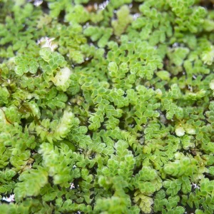 Mosquito Fern AKA Fairy Moss (Azolla caroliniana)
