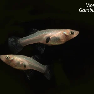 Mosquito Fish