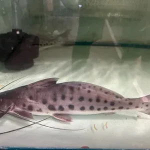 Mota Catfish