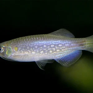 Moustached Danio (Danio dangila)