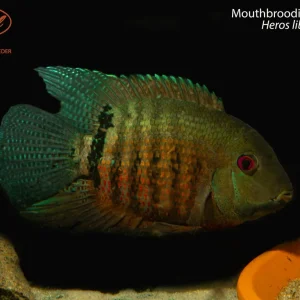 Mouthbrooding Severum