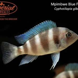 Mpimbwe Blue Frontosa