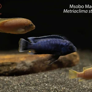 Msobo Magunga (Metriaclima staufferi)