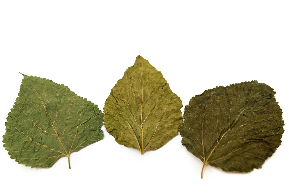Mulberry Leaves - Image 2