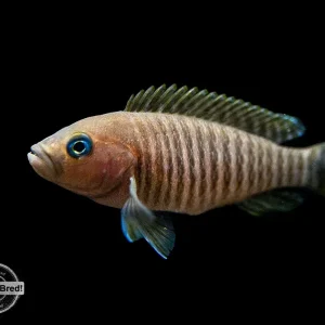 Multi Cichlid (Neolamprologus multifasciatus), Locally Bred!