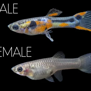 Multi-Color Endler (Poecilia wingei), Males and Females - Tank-Bred!