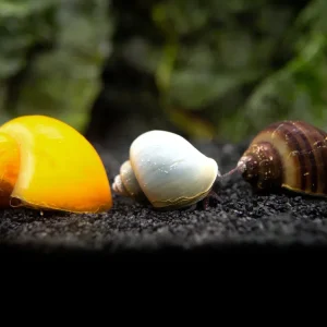 Multi-Color Mystery Snail COMBO PACK (Pomacea bridgesii) - Tank-Bred!