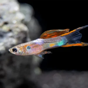 Multicolor Endler's Livebearer, Male (Poecilia wingei), Tank-Bred!