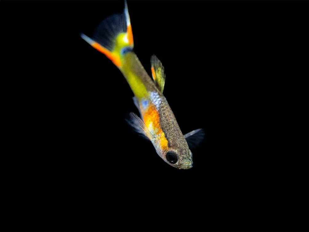 Multicolor Endler's Livebearer, Male (Poecilia wingei), Tank-Bred! - Image 2