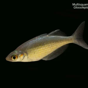 Multisquamata Rainbowfish