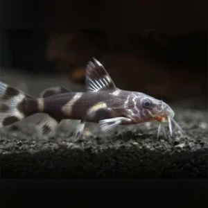 Mustard Catfish