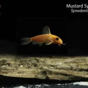 Mustard Synodontis