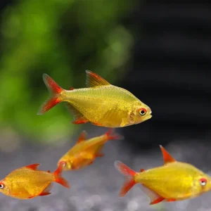 Muzel Red Cherry Tetra (Hyphessobrycon sp. 'Muzel Red Cherry') – Tank-Bred
