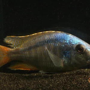 Mylochromis anaphyrmus