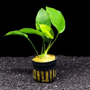 Nana Anubias Tropica (Anubias barteri var. nana 'Tropica')