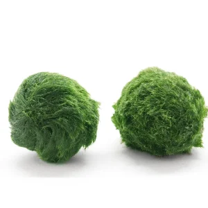 Nano Marimo Balls (0.5-1 inch)