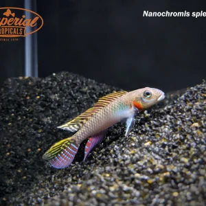 Nanochromis splendens
