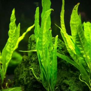Narrow Leaf Java Fern (Microsorum pteropus “Narrow”) bare root clump