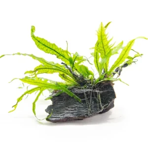 Narrow Leaf Java Fern (Microsorum pteropus) on 3+ inch Driftwood