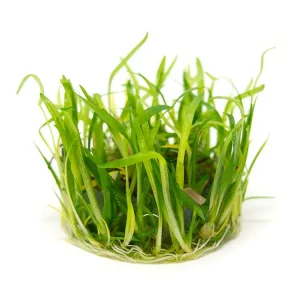 Narrowleaf Sagittaria AKA Dwarf Arrowhead (Sagittaria subulata) Tissue Culture