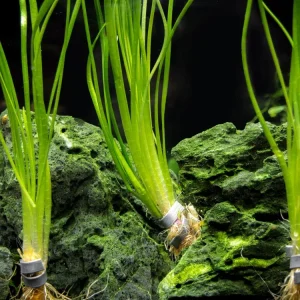 Narrowleaf Sagittaria (Sagittaria subulata), Bunch w/Lead