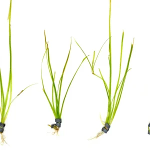 Narrowleaf Vallisneria (Vallisneria nana), Bunch w/Lead