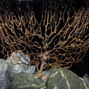 Natural Coral Sea Fan Décor