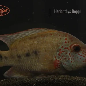 Nautla Cichlid