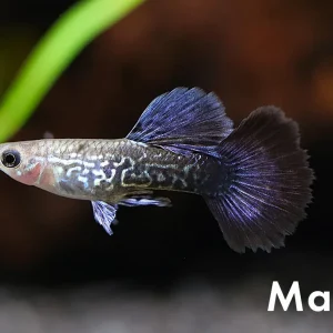 Navy Blue Cobra Guppy (Poecilia reticulata) – Tank Bred