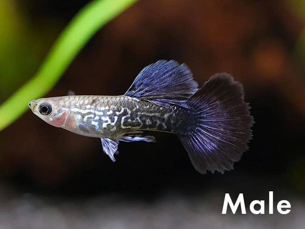 Navy Blue Cobra Guppy (Poecilia reticulata) – Tank Bred