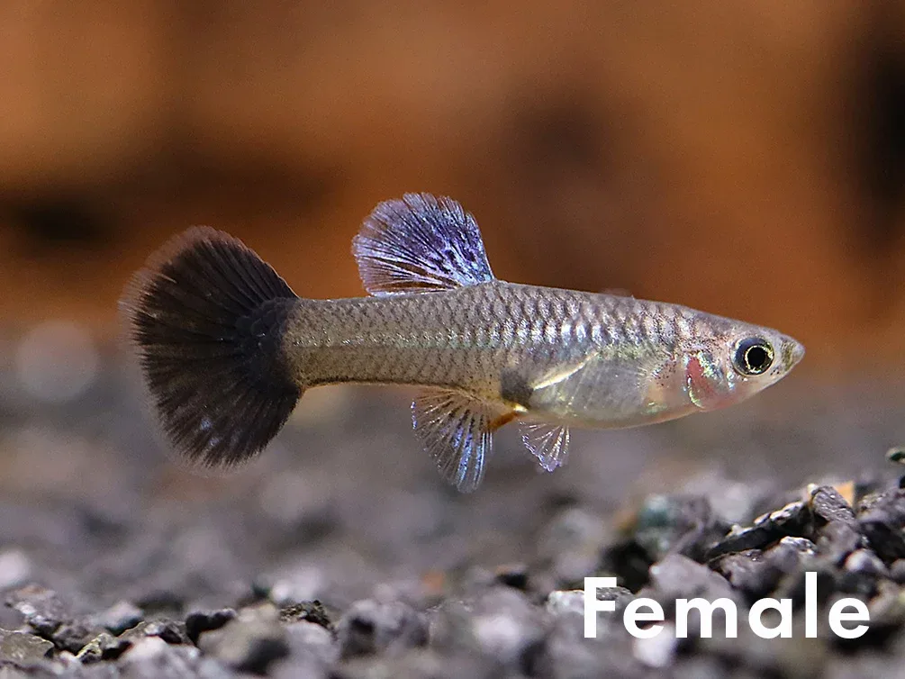 Navy Blue Cobra Guppy (Poecilia reticulata) – Tank Bred - Image 2
