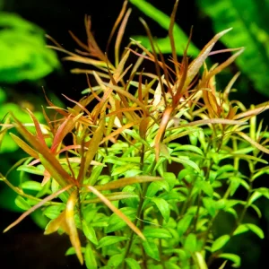 Needle Leaf Ludwigia (Ludwigia arcuata), Bunched