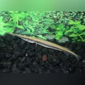 Needle Nose Gar