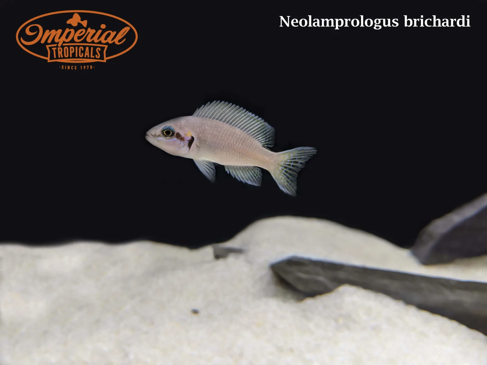Neolamprologus brichardi - Image 2