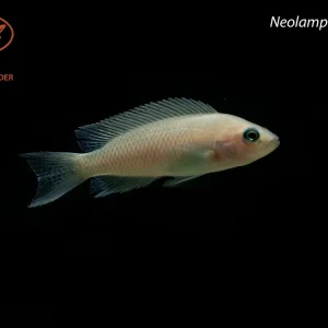Neolamprologus brichardi