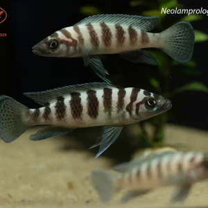 Neolamprologus cylindricus