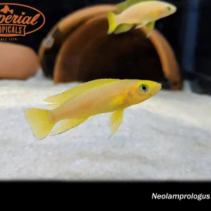 Neolamprologus leleupi