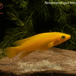 Neolamprologus leleupi "Karilani"
