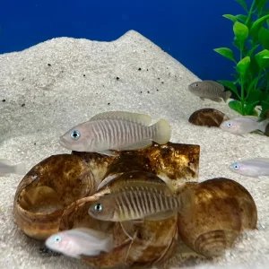 Neolamprologus multifasciatus