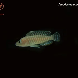 Neolamprologus similis