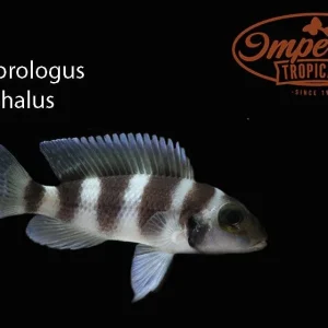 Neolamprologus tretocephalus