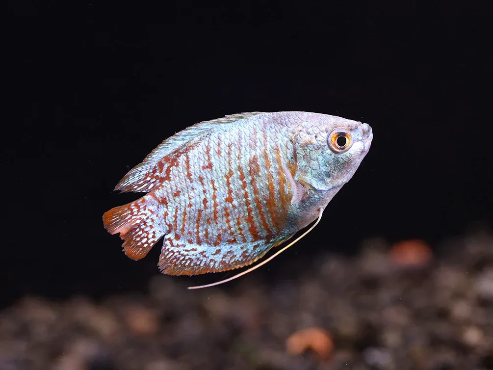 Neon Blue Dwarf Gourami (Trichogaster lalius) – Tank Bred - Image 2