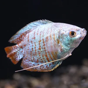Neon Blue Dwarf Gourami (Trichogaster lalius) – Tank Bred