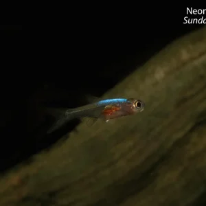 Neon Blue Rasbora