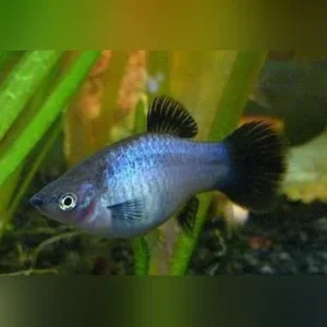 Neon Blue Wag Platy