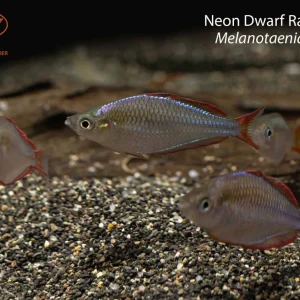 Neon Dwarf Rainbowfish